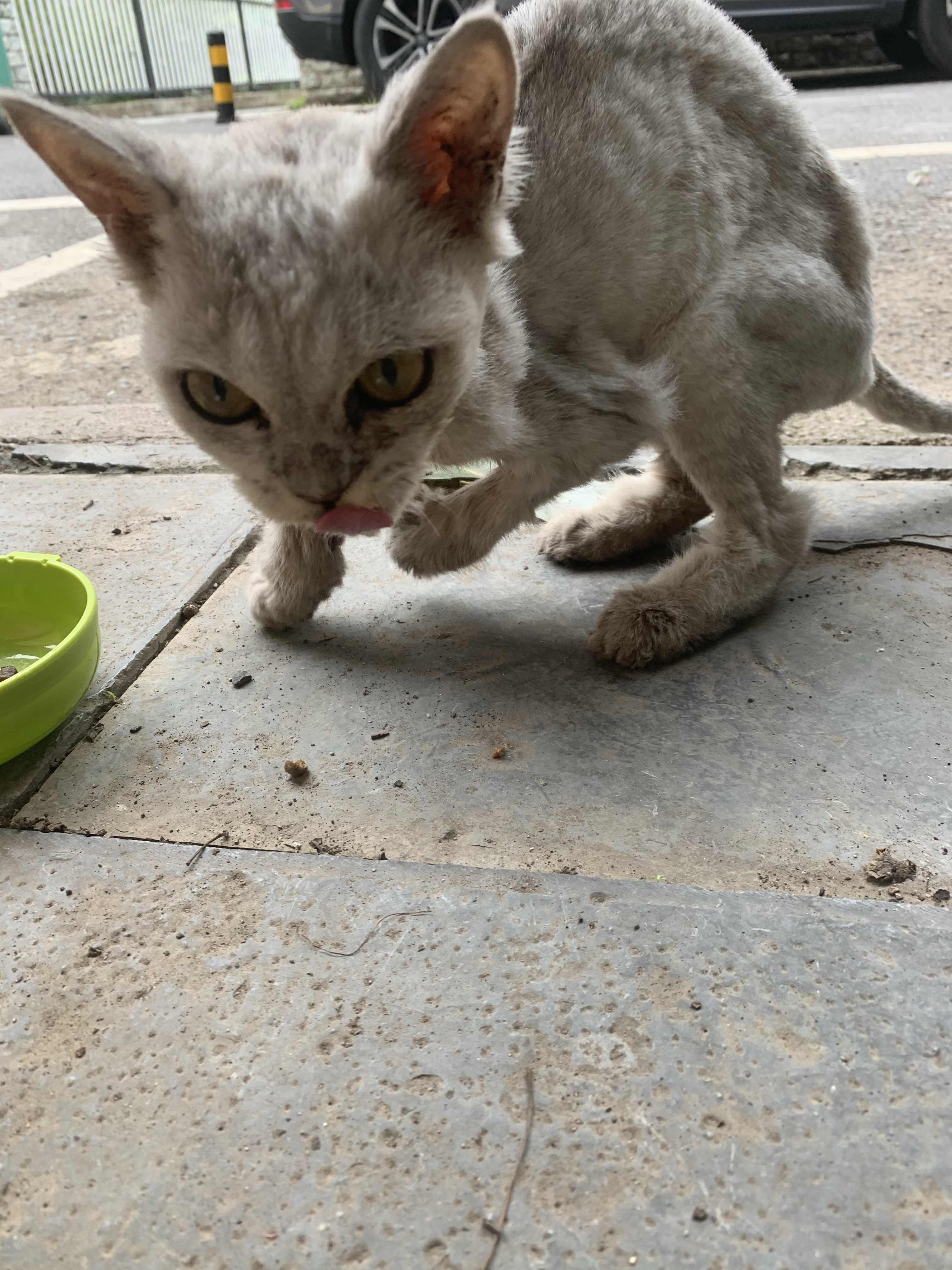 救救这只断腿瘦到皮包骨的银渐层小猫吧